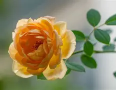 多米下载-乌迪内斯vs尤文图斯